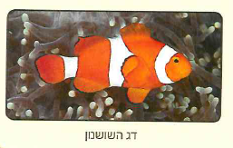 (בספר תמונה 1)